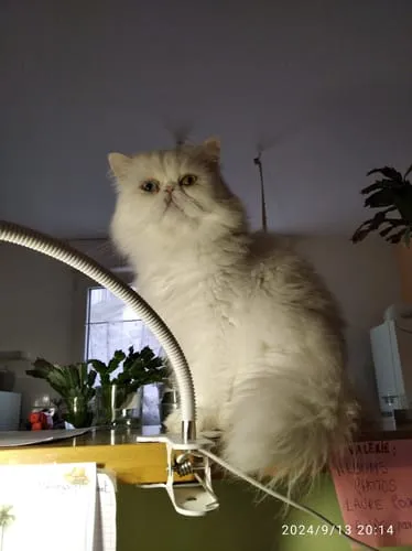 Ziggy Félin Déchaîné kattenmagazine editie 7 Frans