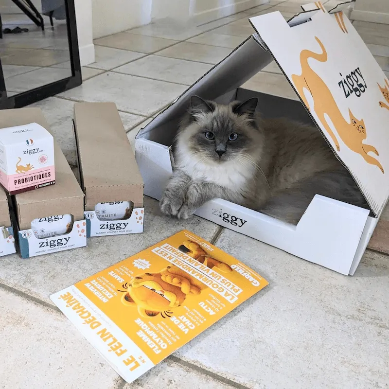 Ziggy Félin Déchaîné kattenmagazine editie 5 Frans