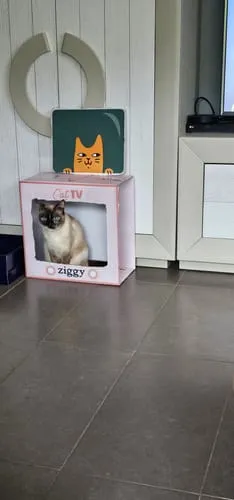 Ziggy brokken gesteriliseerde kat zalm 1 kg graanvrij
