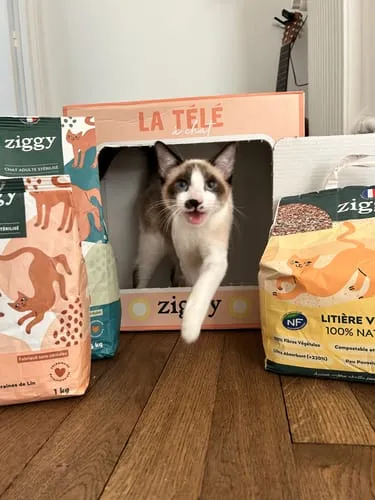 Ziggy Félin Déchaîné kattenmagazine editie 5 Frans