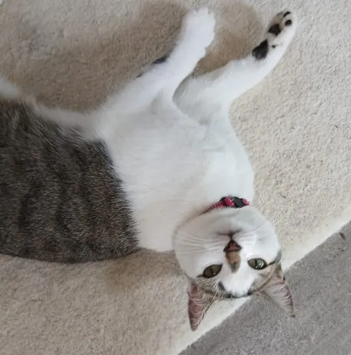 Ziggy Happy Cat Treats kattensnoepjes met zalm 40g graanvrij