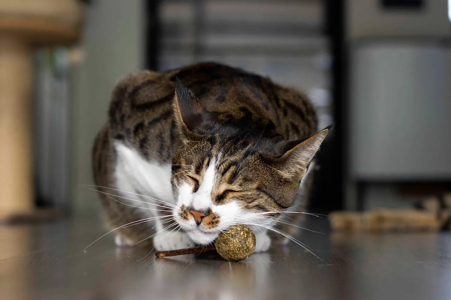 Poezenparadijs kattenlolly matatabi 3 stuks