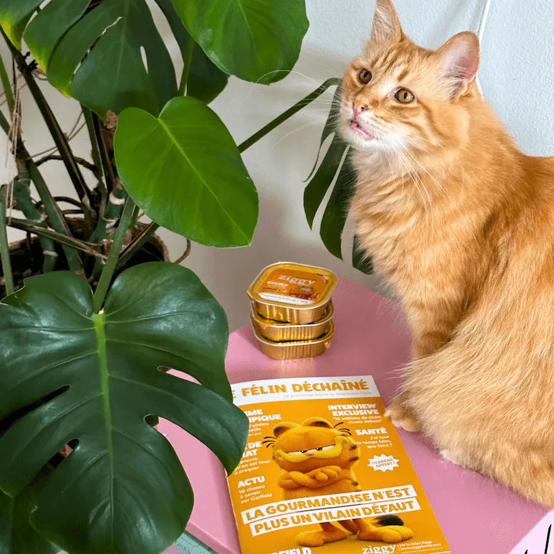 Ziggy Félin Déchaîné kattenmagazine editie 5 Frans