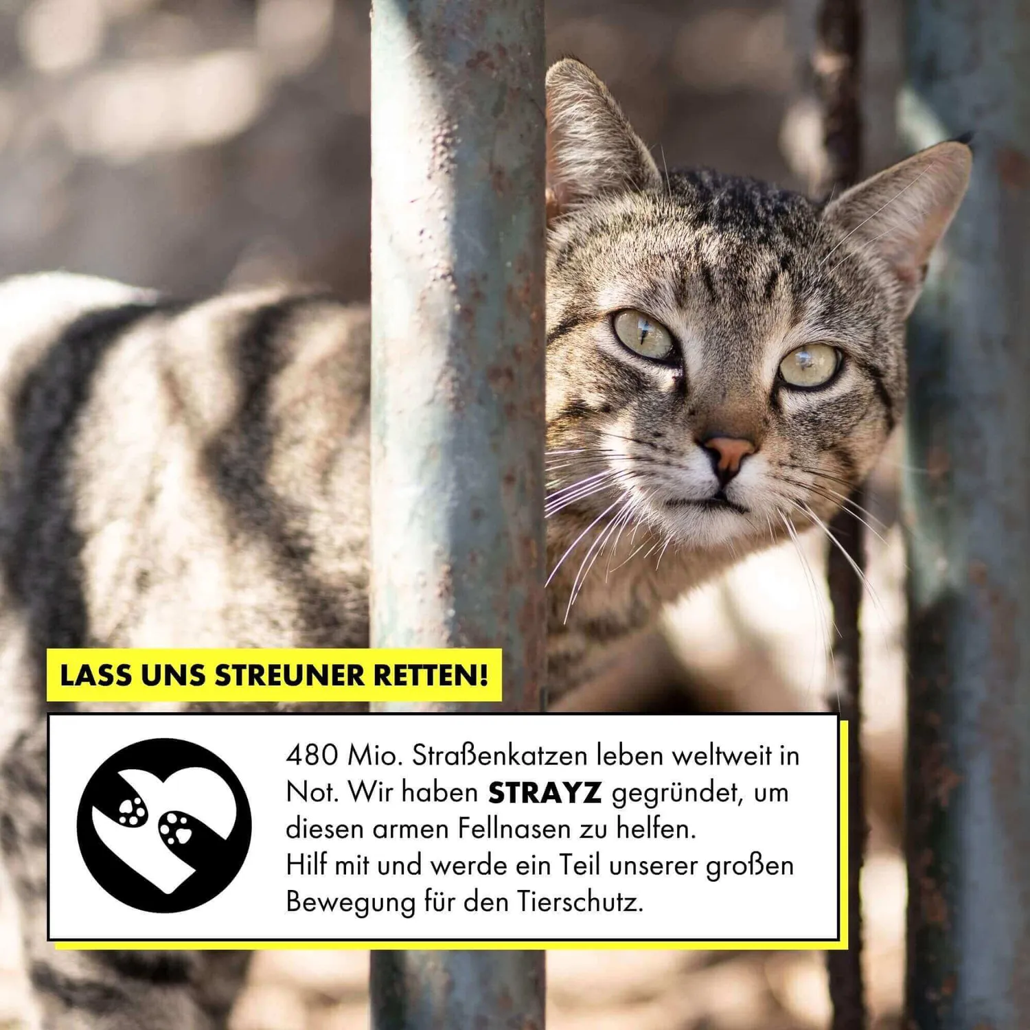 STRAYZ kattensoep kip wortel 14x40g graanvrij