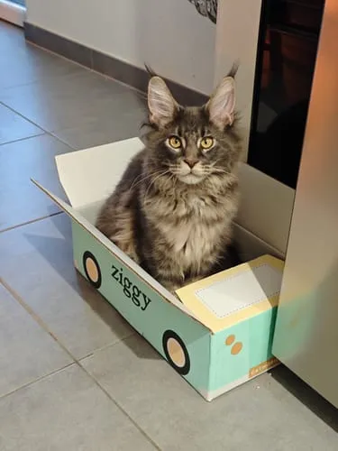 Ziggy kittenbrokken kip met zalmolie 1kg graanvrij