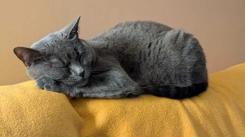 Ziggy Relax kattensnoepjes zalm valeriaan 40g graanvrij
