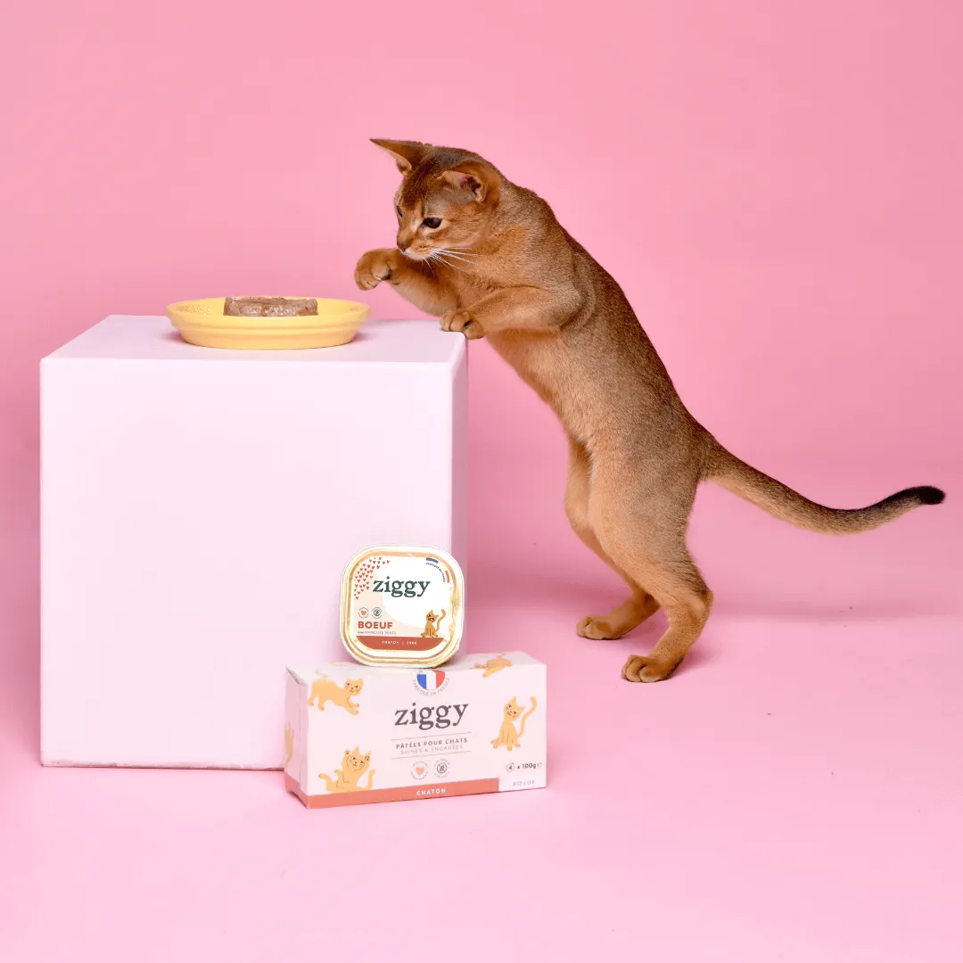 Ziggy Discovery Box kitten brokken natvoer 1 kg + 8 x 100 g