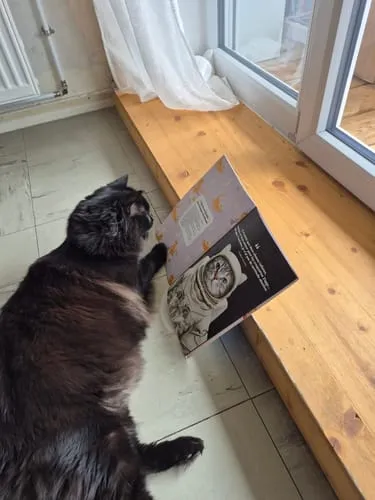 Ziggy Félin Déchaîné Editie 9 kattenmagazine Frans