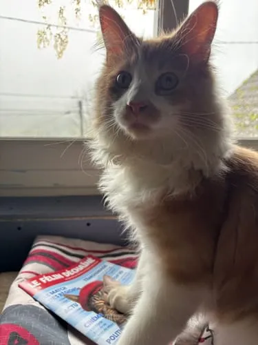 Ziggy Le Félin Déchaîné tijdschrift katten editie 13