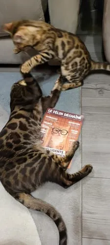 Ziggy Le Félin Déchaîné tijdschrift editie 14 Frans