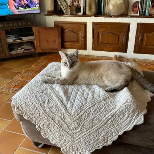 Ziggy Félin Déchaîné kattenmagazine editie 11 Frans