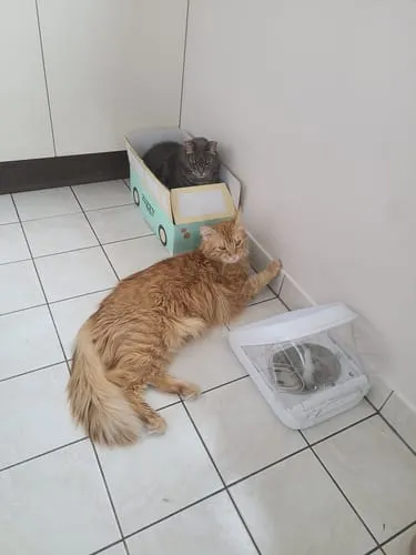 Ziggy brokken gesteriliseerde kat zalm 1 kg graanvrij