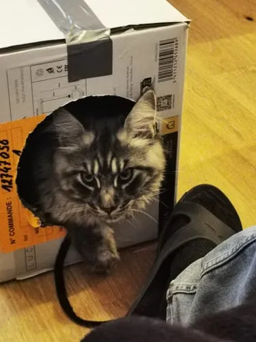 Ziggy Le Félin Déchaîné kattenmagazine nummer 6 Frans