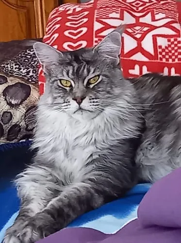 Ziggy Maine Coon gesteriliseerd brokken kip 2,5 kg graanvrij