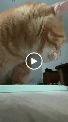 Ziggy graanvrij natvoer gesteriliseerde kat kip 4x100g