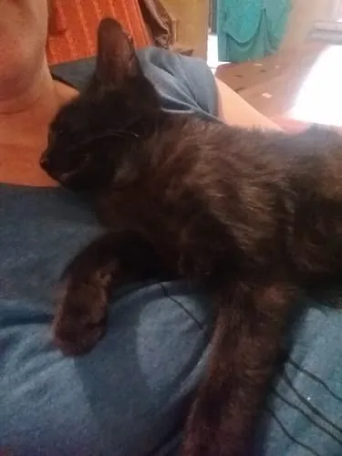 Ziggy Félin Déchaîné kattenmagazine editie 5 Frans