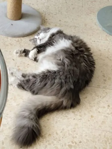 Ziggy Maine Coon gesteriliseerd brokken kip 2,5 kg graanvrij