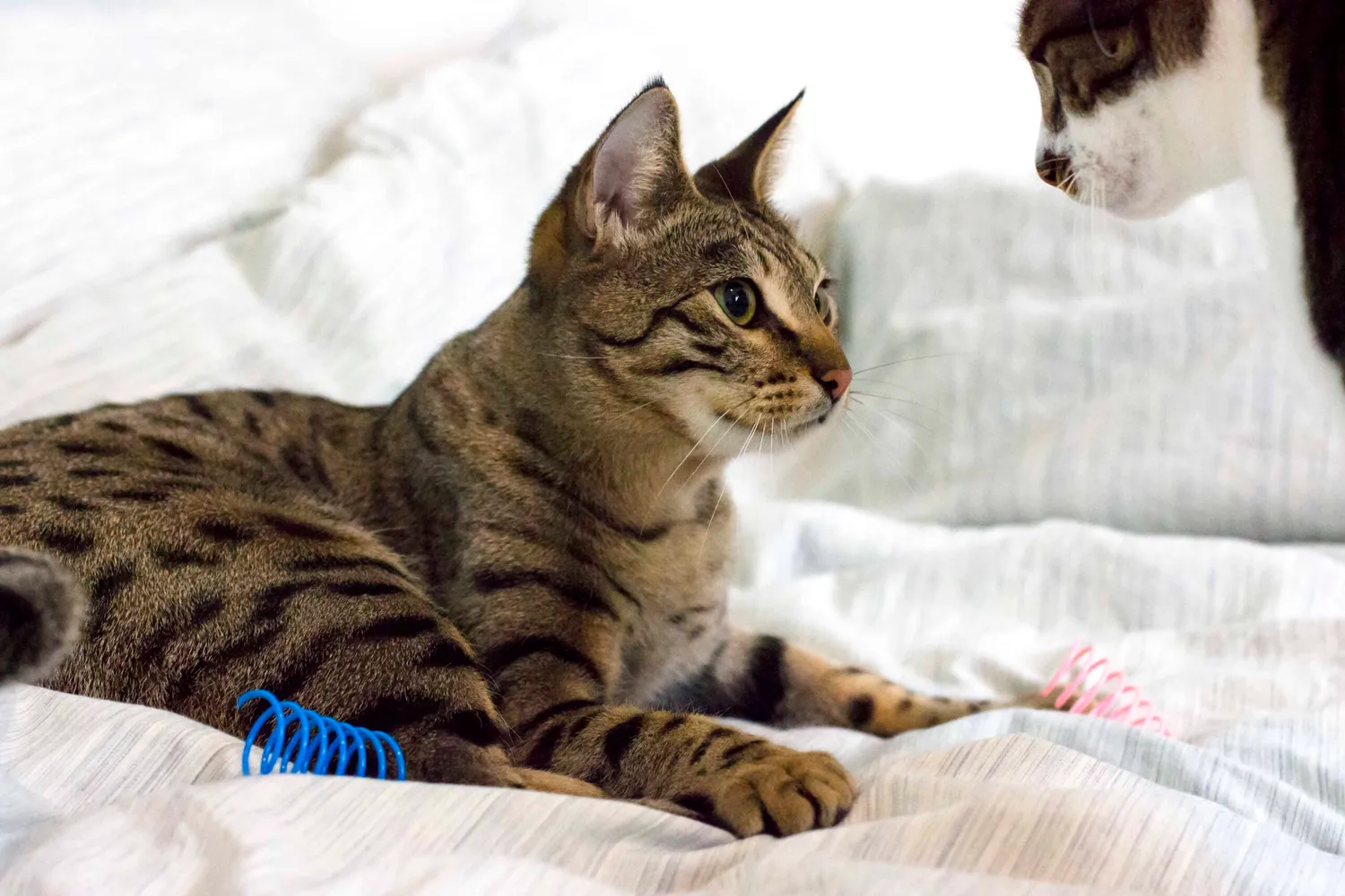 Poezenparadijs Kattenveertjes springveertjes 8 stuks kunststof