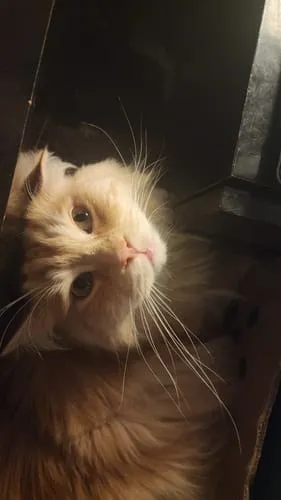 Ziggy Amour Gloire Pâtée voerlepel natvoer rvs