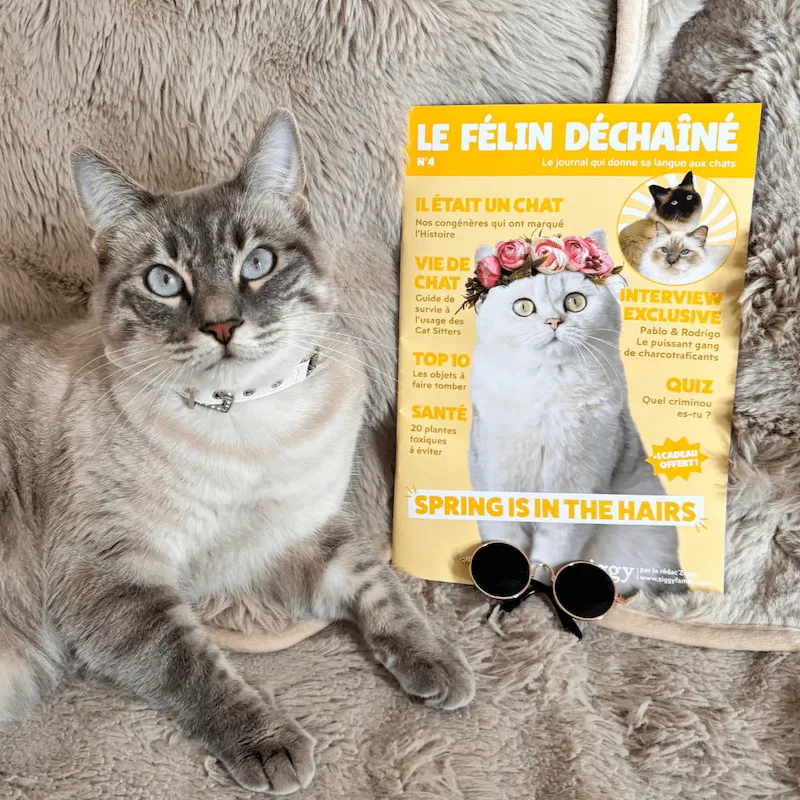 Ziggy Félin Déchaîné Issue 1 kattenmagazine Frans