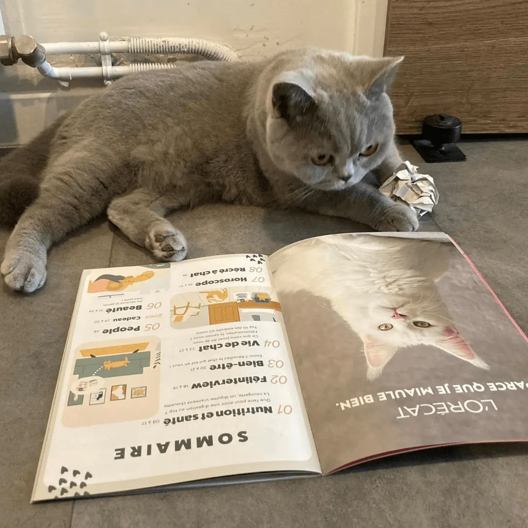 Ziggy Félin Déchaîné Issue 10 kattentijdschrift Frans