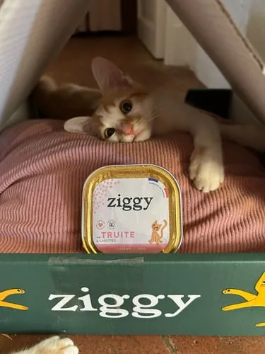 Ziggy Kitten Forel natvoer 4 x 100 g graanvrij