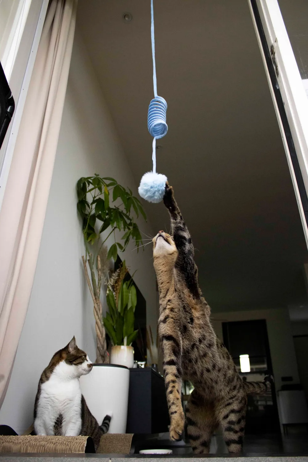 Poezenparadijs spring kattenveertje kattenspeeltje veer