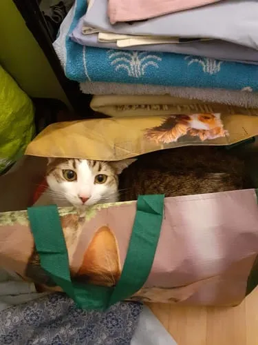 Ziggy plantaardige kattenbakvulling 10L niet-klontvormend