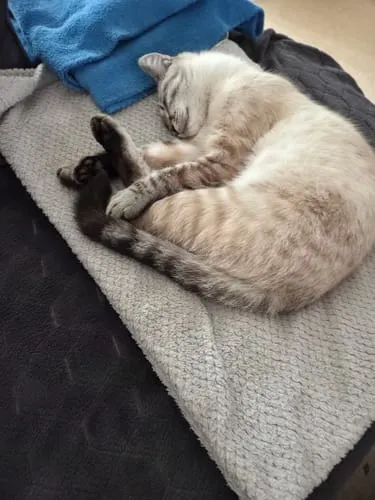 Ziggy kitten natvoer rund graanvrij 4x100g eiwitrijk