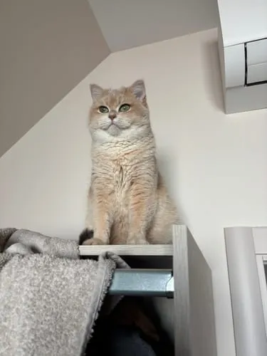 Ziggy Gesteriliseerde Kat Witvis natvoer 4 x 100 g graanvrij