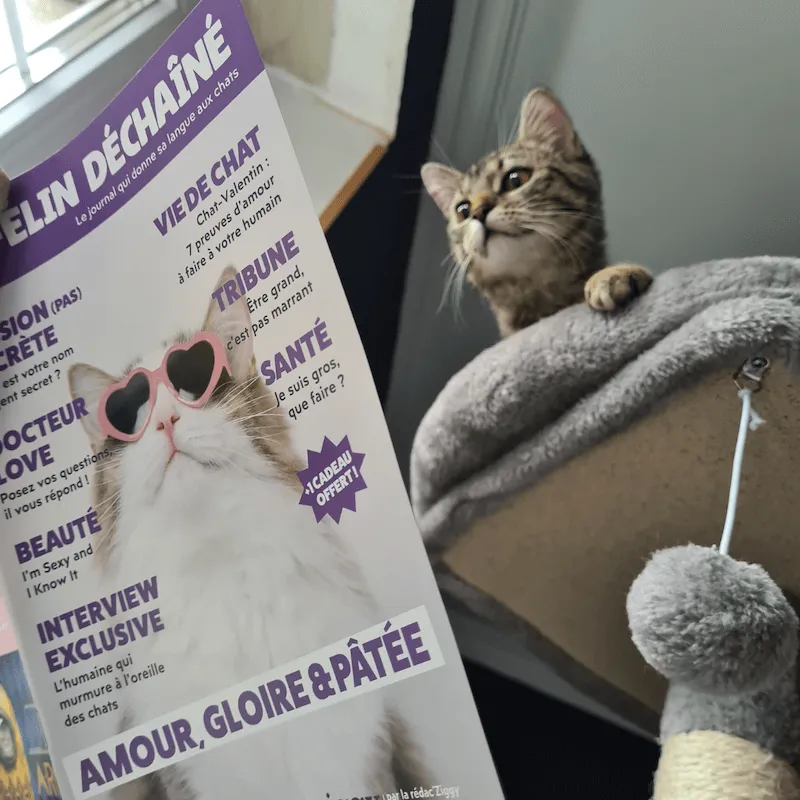 Ziggy Le Félin Déchaîné kattenmagazine nummer 3 Frans