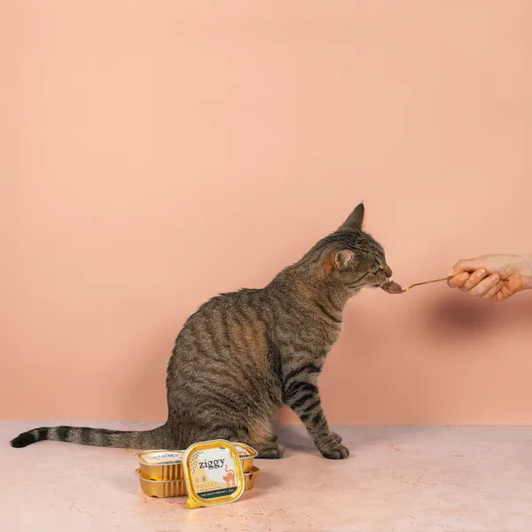 Ziggy Amour Gloire Pâtée voerlepel natvoer rvs