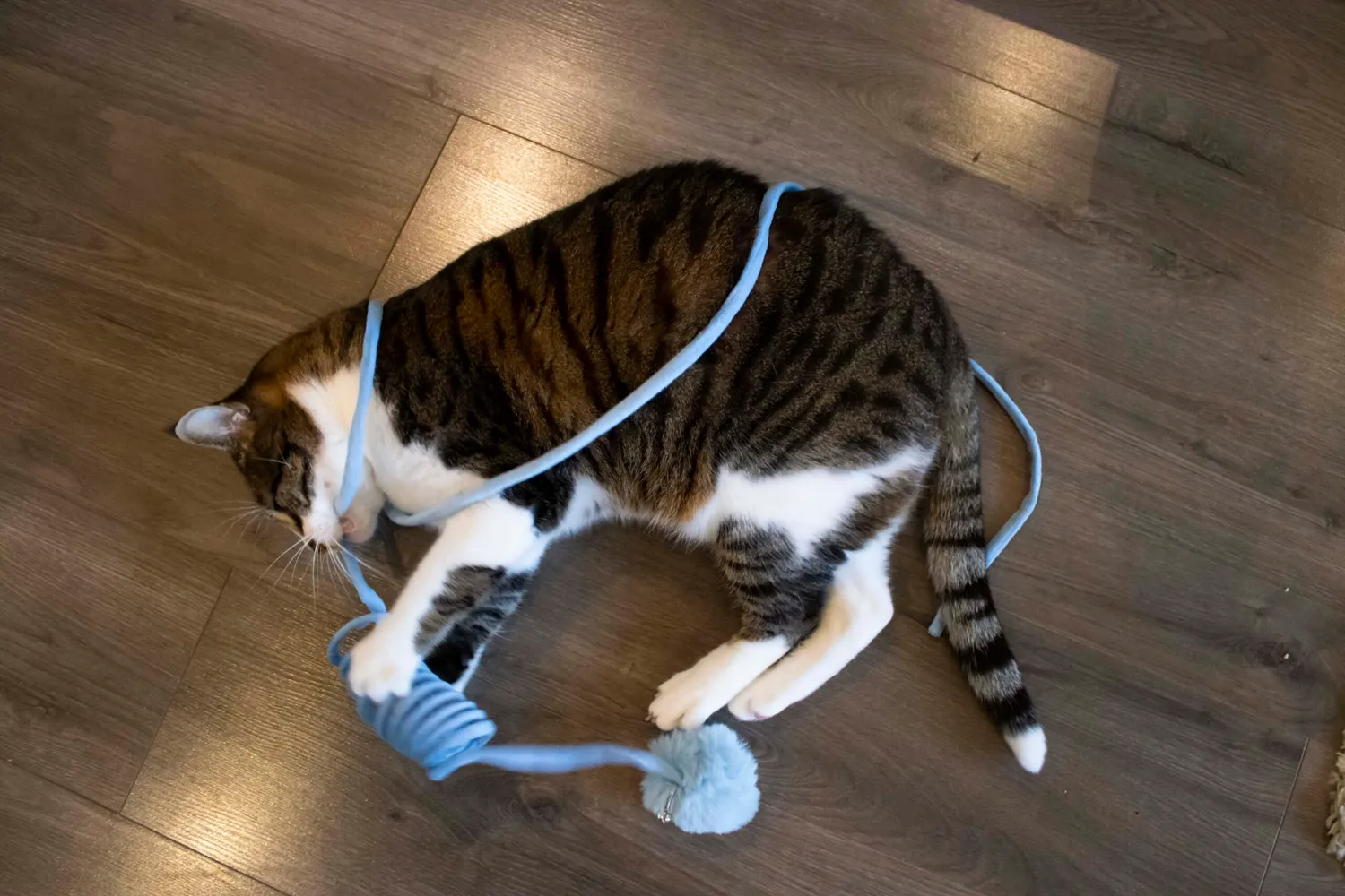 Poezenparadijs spring kattenveertje kattenspeeltje veer