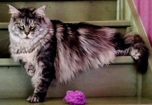Ziggy Maine Coon gesteriliseerd brokken kip 2,5 kg graanvrij