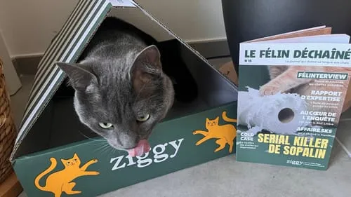 Ziggy graanvrij natvoer gesteriliseerde kat zalm 4x100g