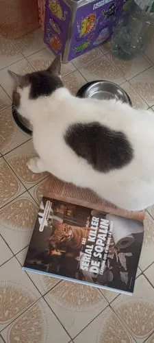 Ziggy Le Félin Déchaîné tijdschrift editie nr 15