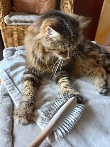 Ziggy The French Brush kattenborstel dubbelzijdig vegan