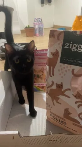 Ziggy Félin Déchaîné kattenmagazine editie 11 Frans