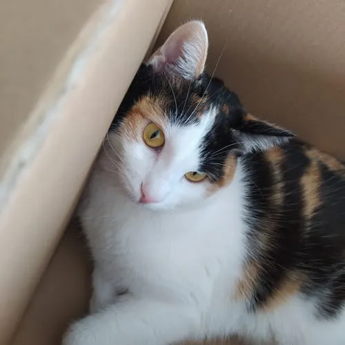 Ziggy plantaardige kattenbakvulling 10L niet-klontvormend