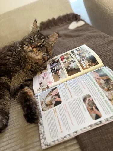 Ziggy Félin Déchaîné Issue 10 kattentijdschrift Frans