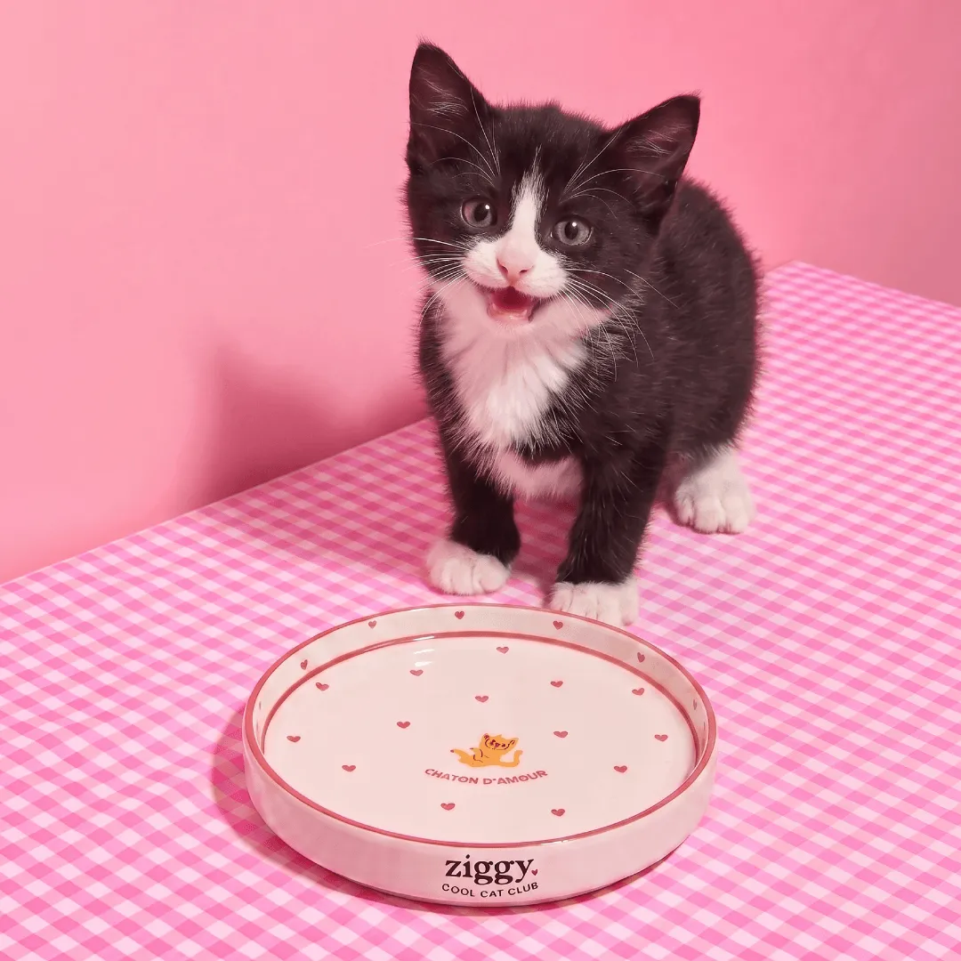 Ziggy Lovely Kitten kattenbord keramiek ondiep kitten