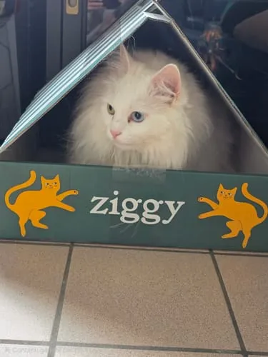 Ziggy brokken gesteriliseerde kat zalm 1 kg graanvrij