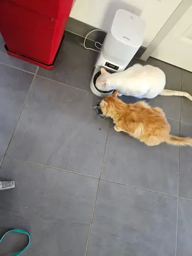 Ziggy Félin Déchaîné kattenmagazine editie 11 Frans
