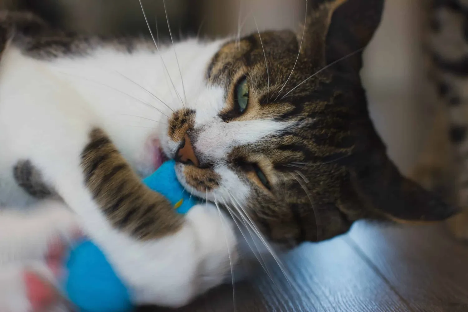 Poezenparadijs knuffelbox kattenkruid knuffels 9 cm