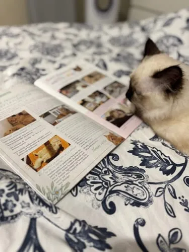 Ziggy Félin Déchaîné Issue 10 kattentijdschrift Frans
