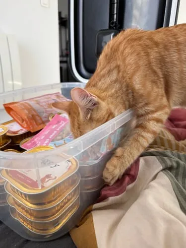 Ziggy Relax kattensnoepjes zalm valeriaan 40g graanvrij