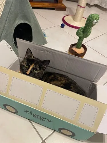 Ziggy Le Félin Déchaîné tijdschrift editie 14 Frans