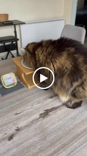 Ziggy graanvrij natvoer gesteriliseerde kat zalm 4x100g