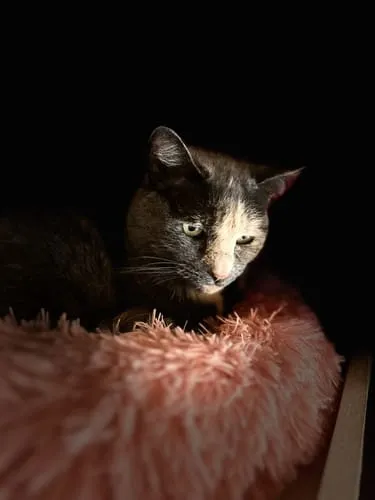 Ziggy natvoer gesteriliseerde kat kip 4 x 100 g tomaat olijf