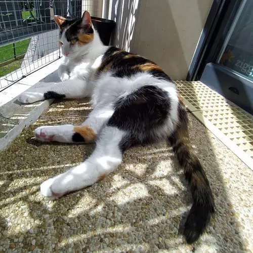 Ziggy graanvrij natvoer gesteriliseerde kat kip 4x100g